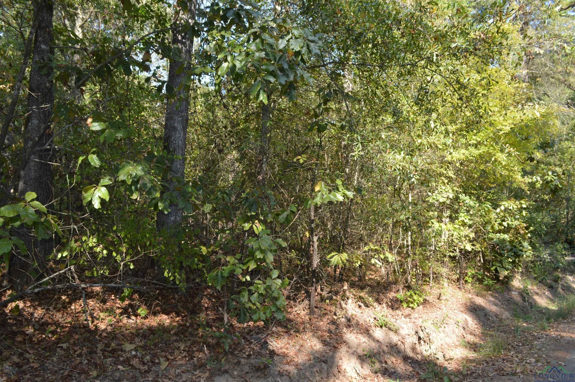 50 acres in Texas County gallery image 2