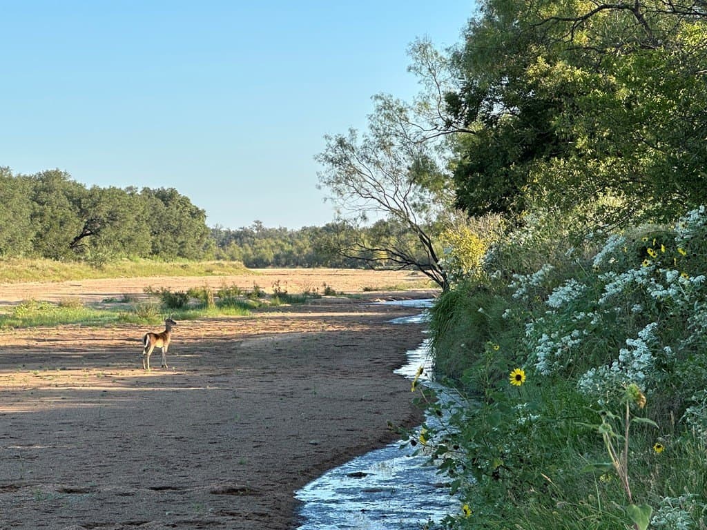 446 acres in Mason County gallery image 2