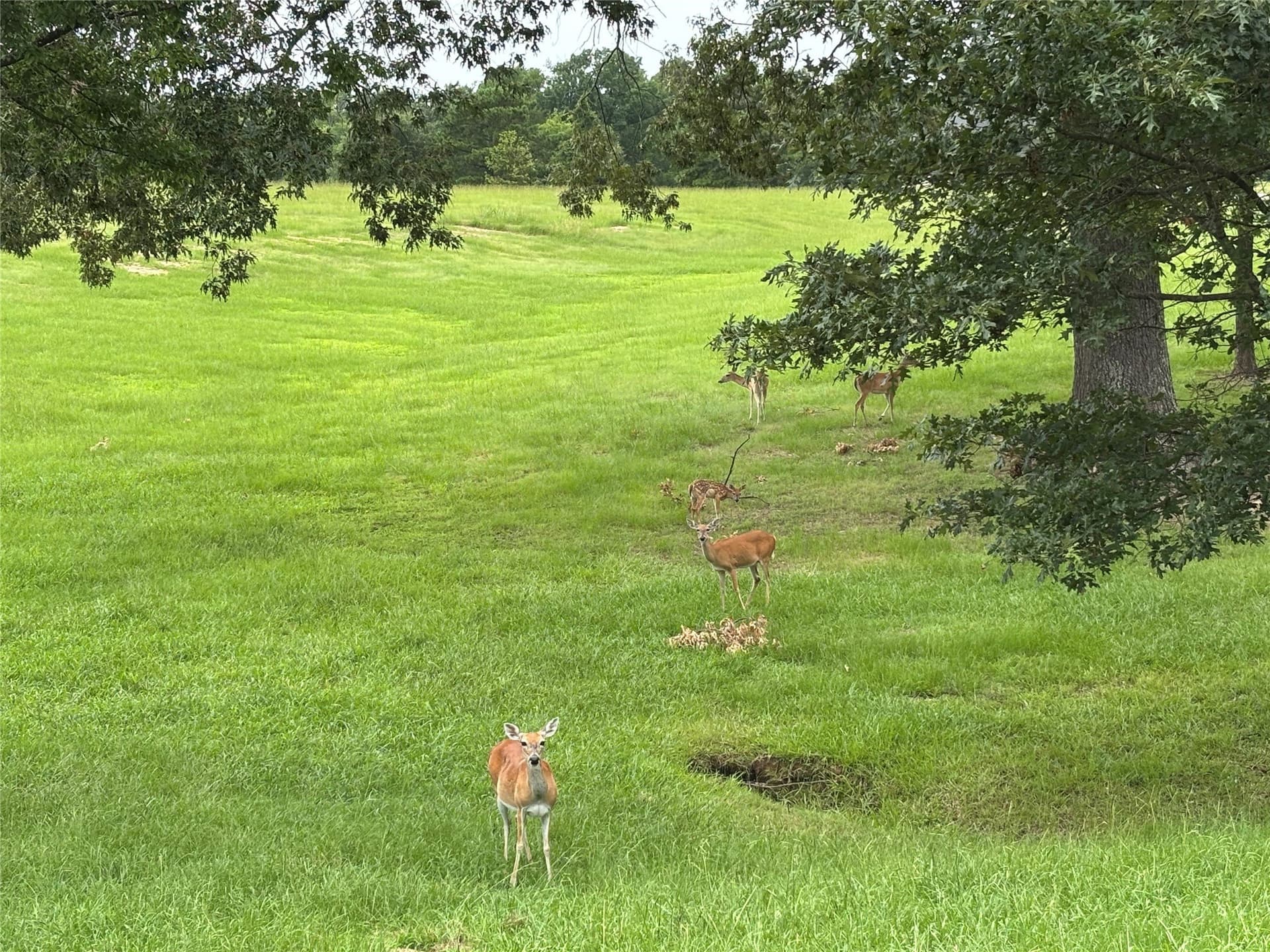 0.78 acres in Titus County - photo 18