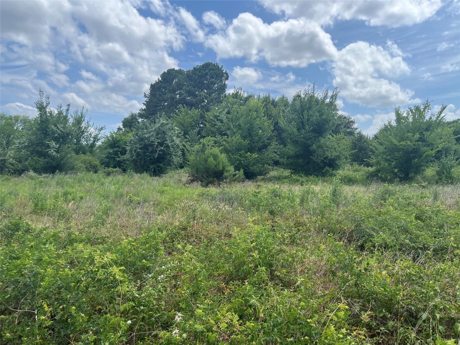10.6 acres in Henderson County - photo 5