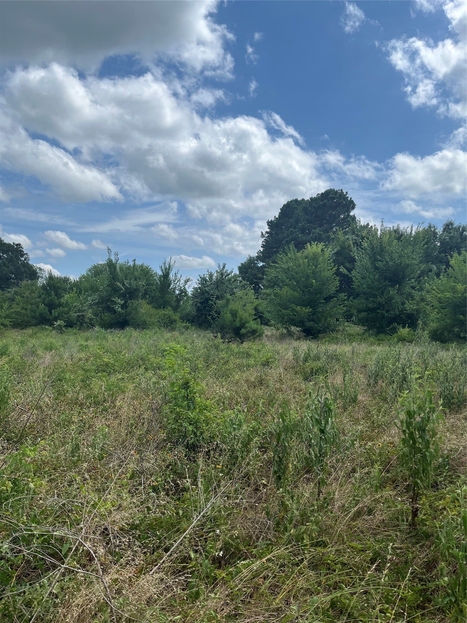 10.6 acres in Henderson County - photo 9