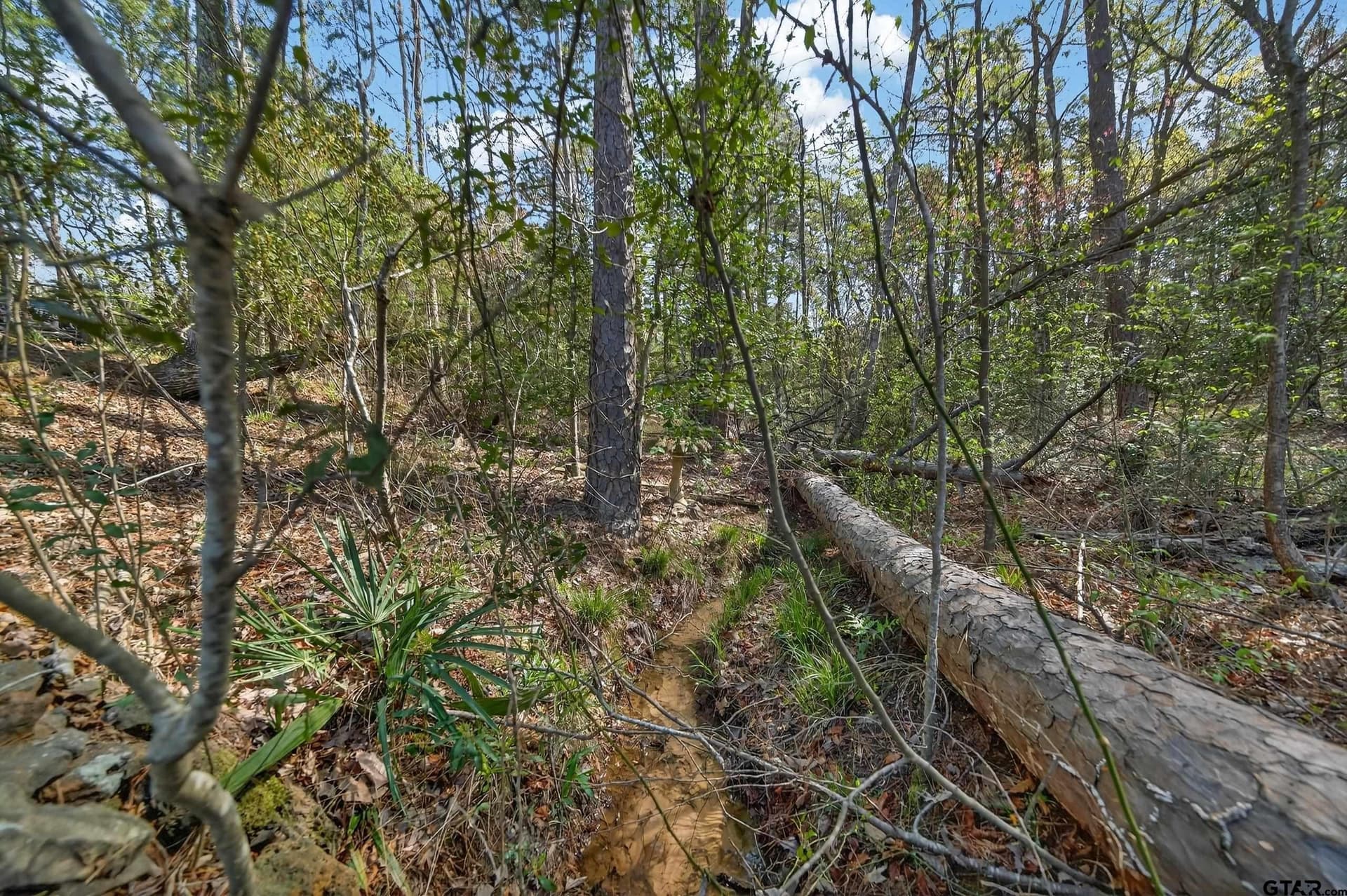 4.95 acres in Anderson County gallery image 3