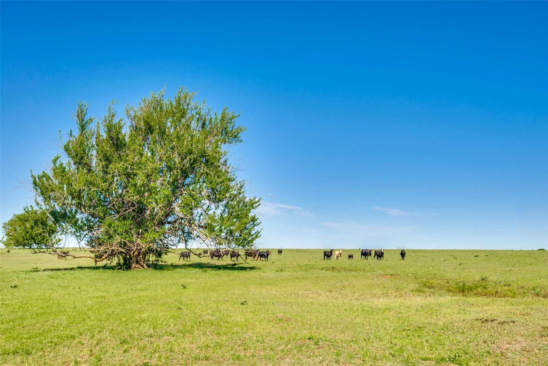 61.89 acres in Grayson County featured view