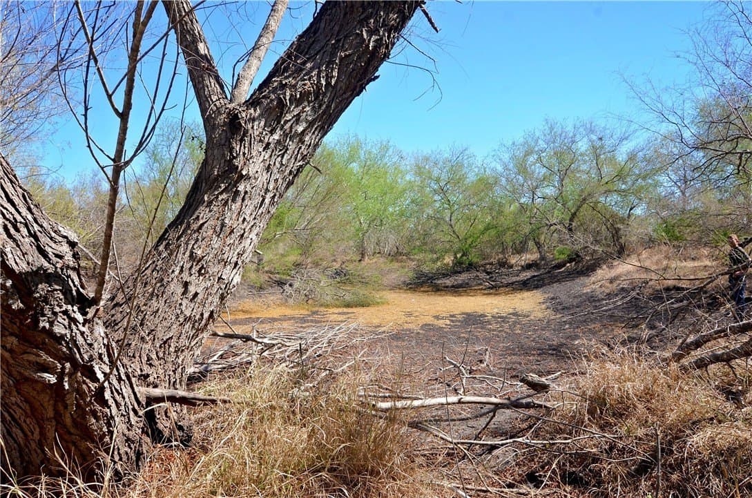 5 acres in Bee County gallery image 4