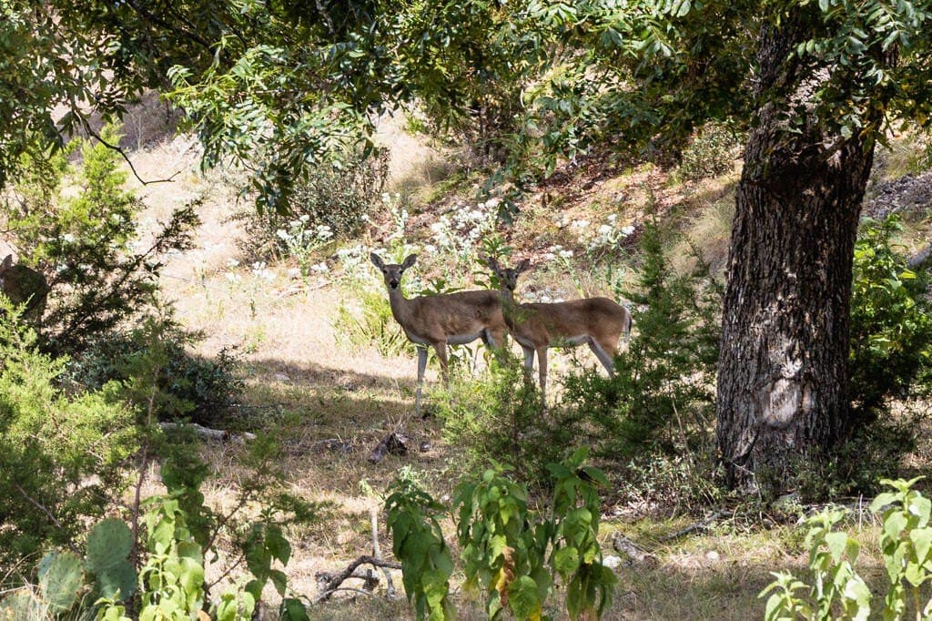 14.83 acres in Gillespie County - photo 7