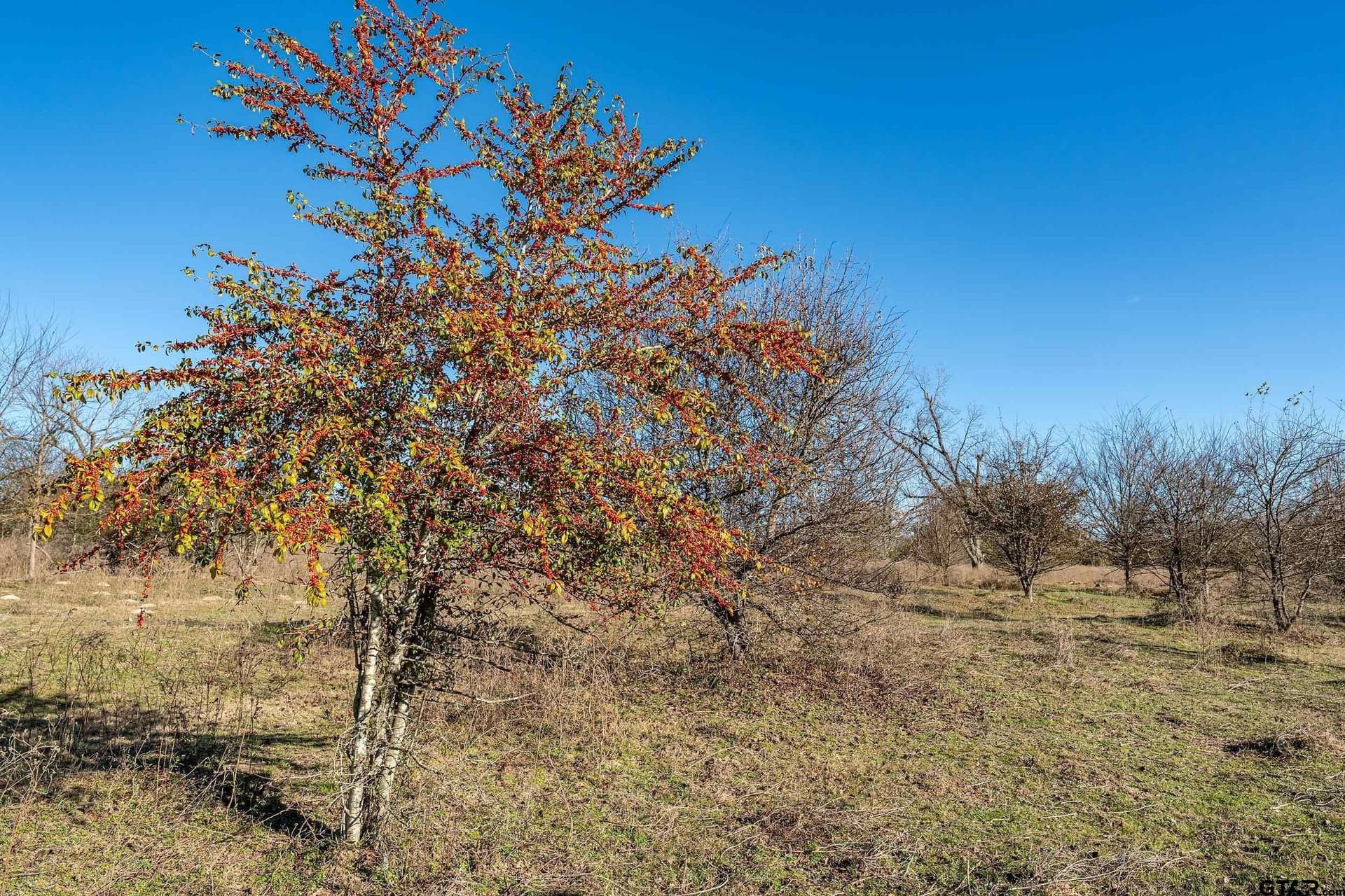 30.93 acres in Smith County gallery image 3