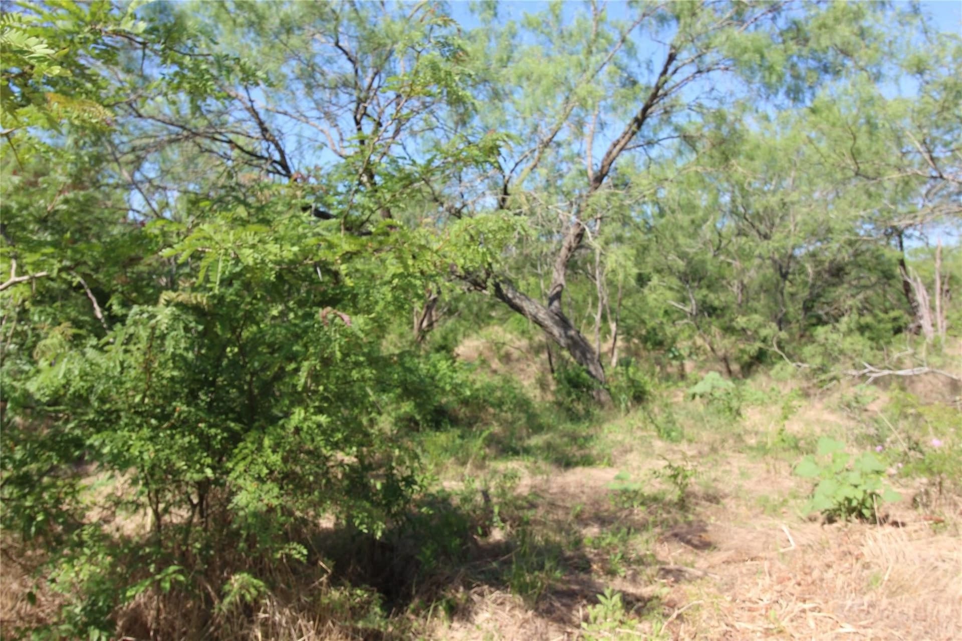 6.04 acres in Kaufman County gallery image 4
