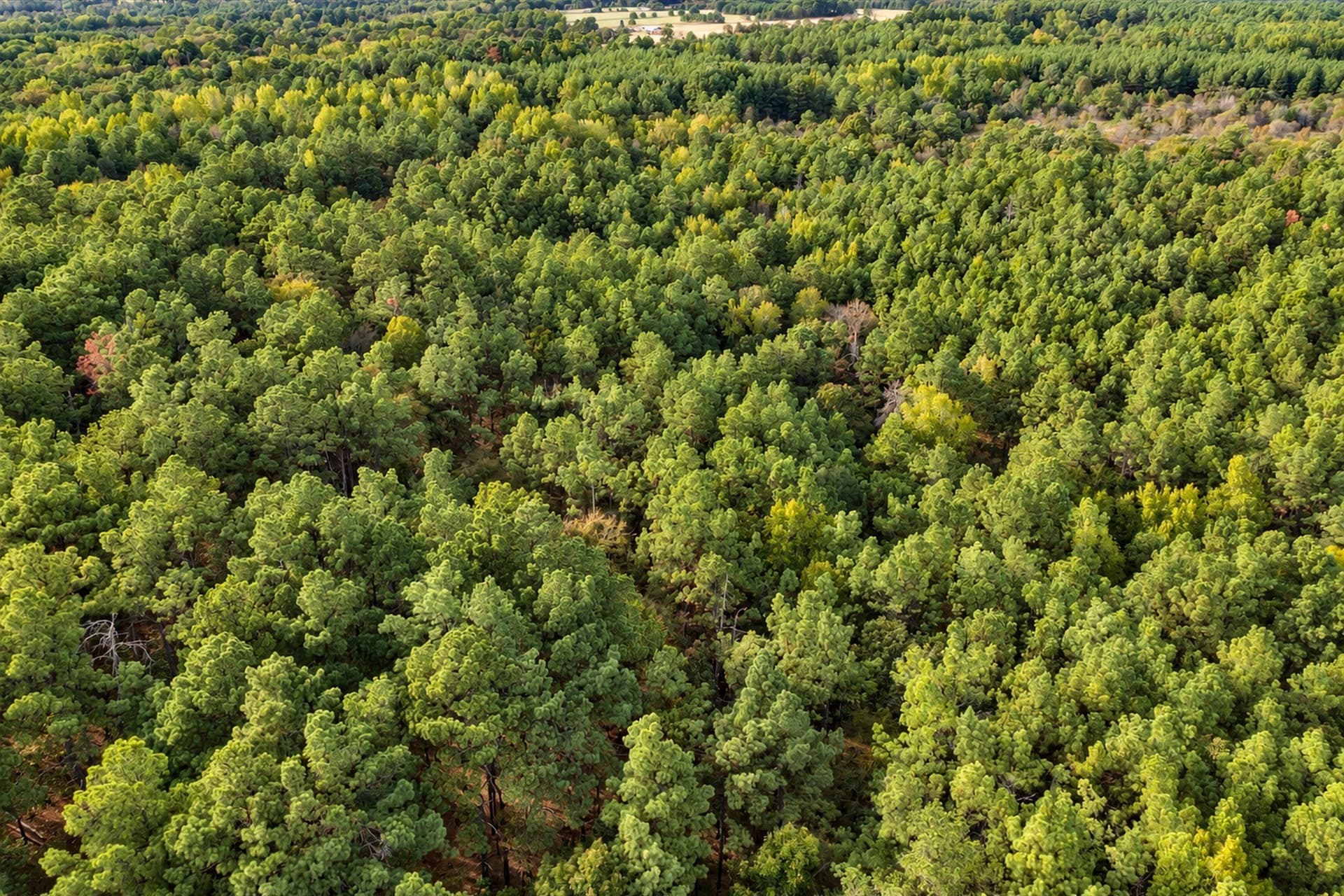 113.93 acres in Anderson County - photo 24