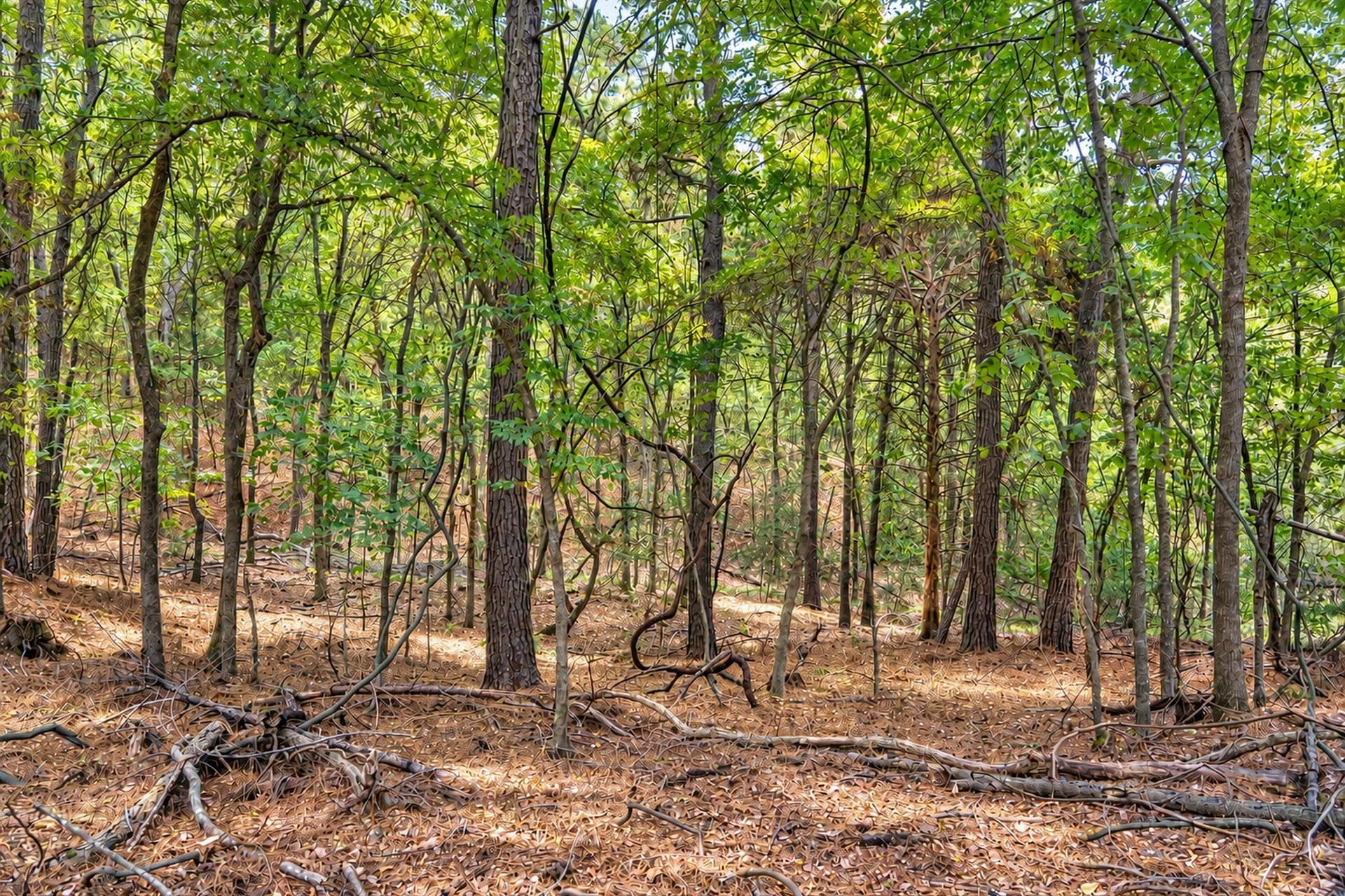 113.93 acres in Anderson County - photo 23