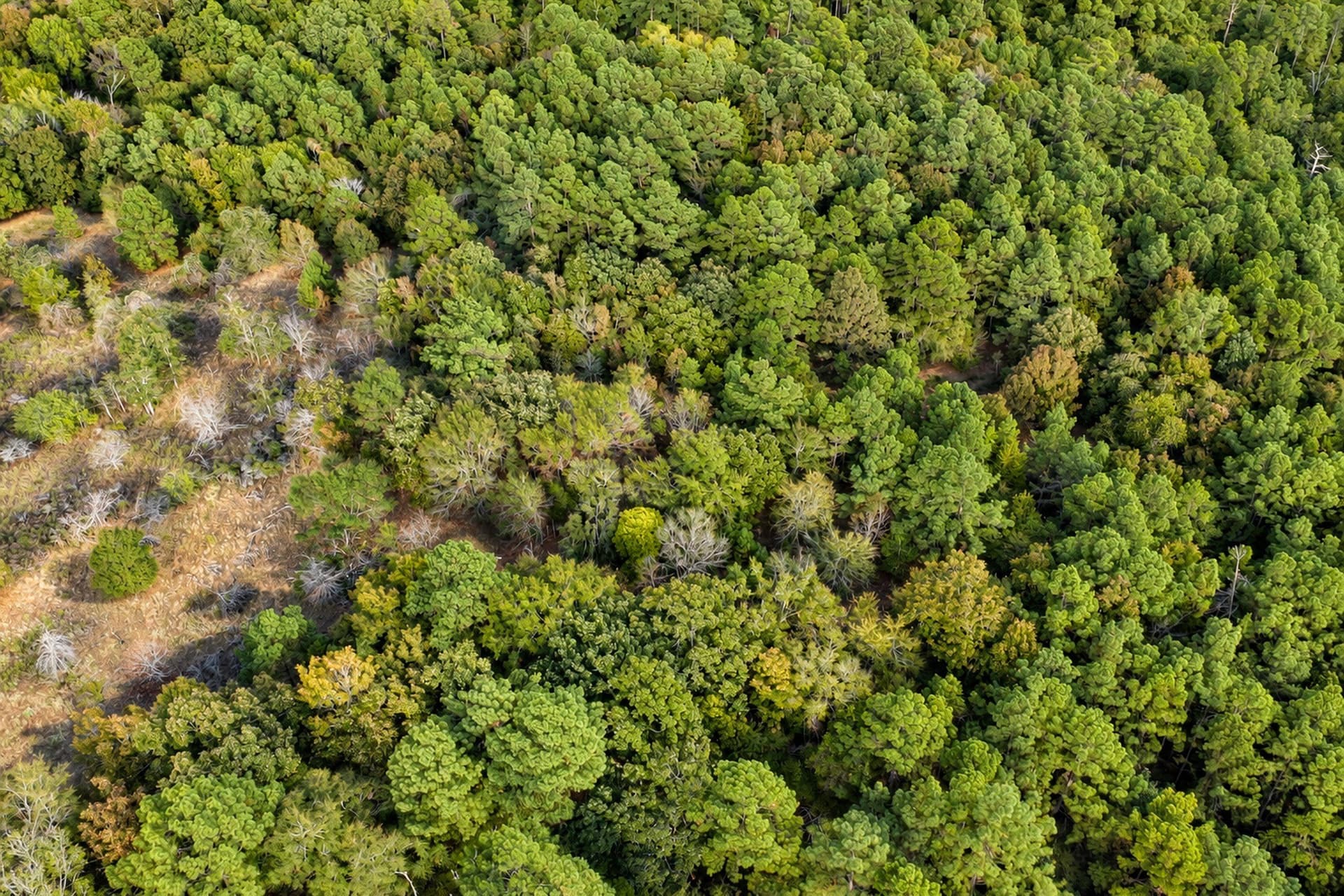 113.93 acres in Anderson County - photo 28