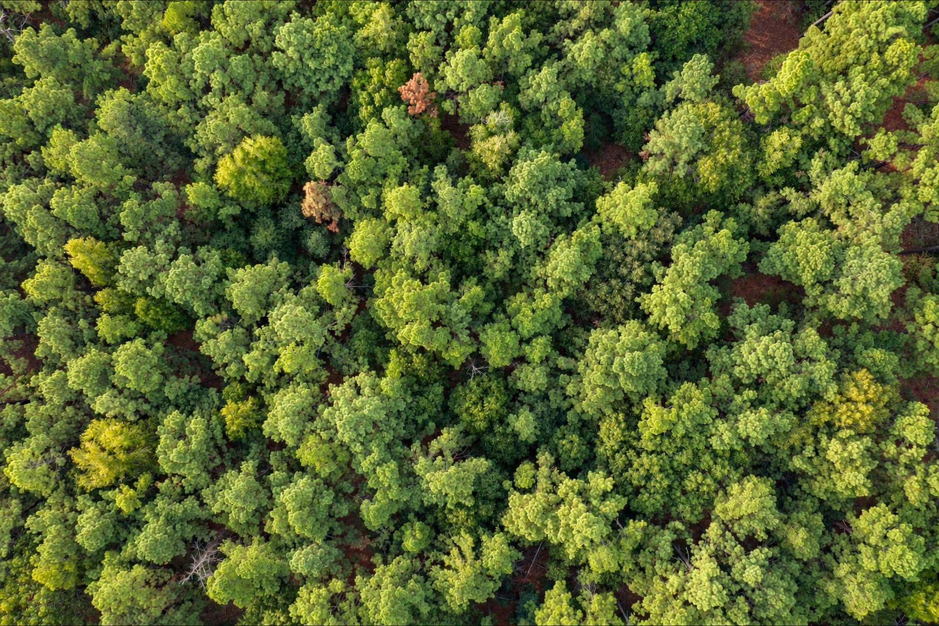 113.93 acres in Anderson County - photo 26
