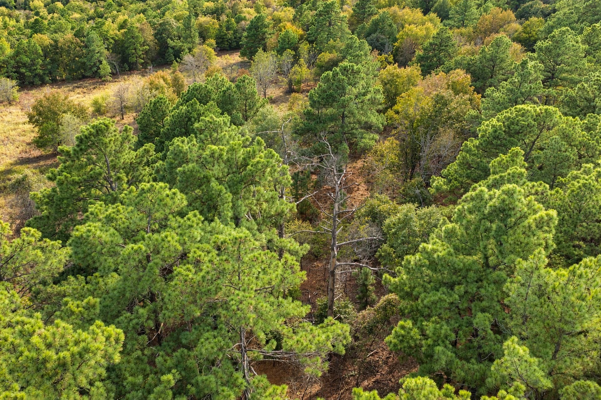 113.93 acres in Anderson County - photo 30