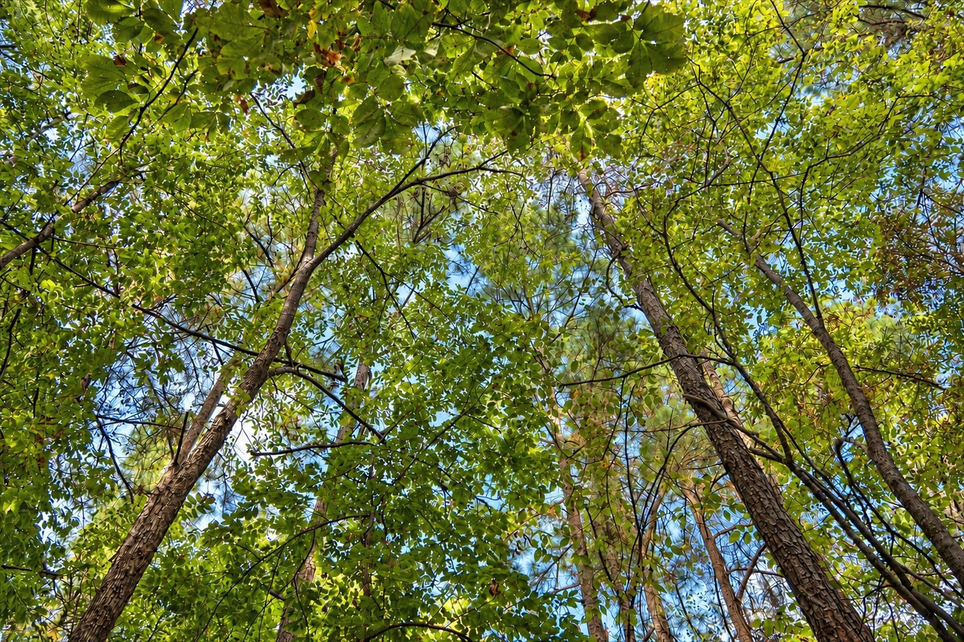 113.93 acres in Anderson County - photo 39