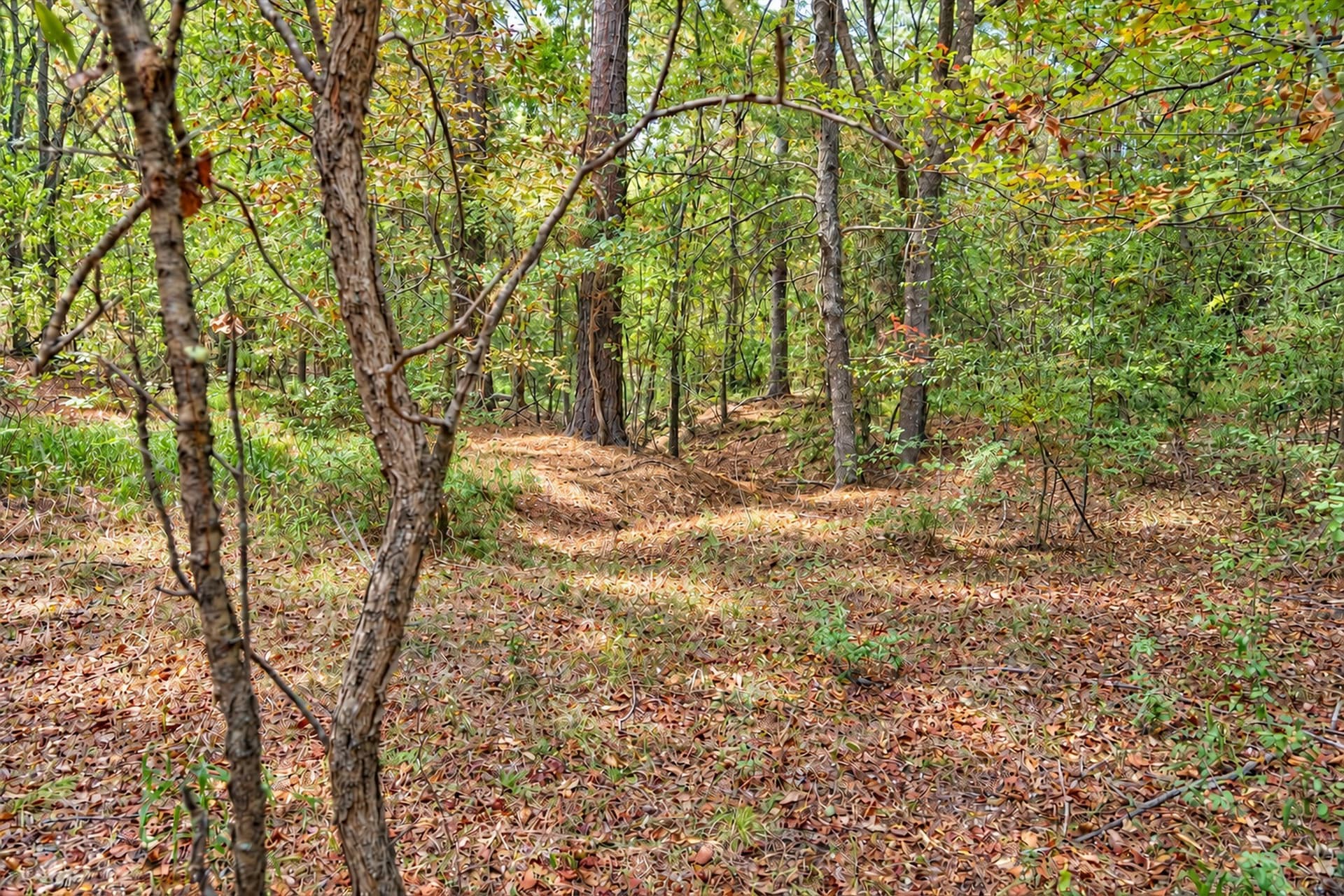 113.93 acres in Anderson County - photo 31