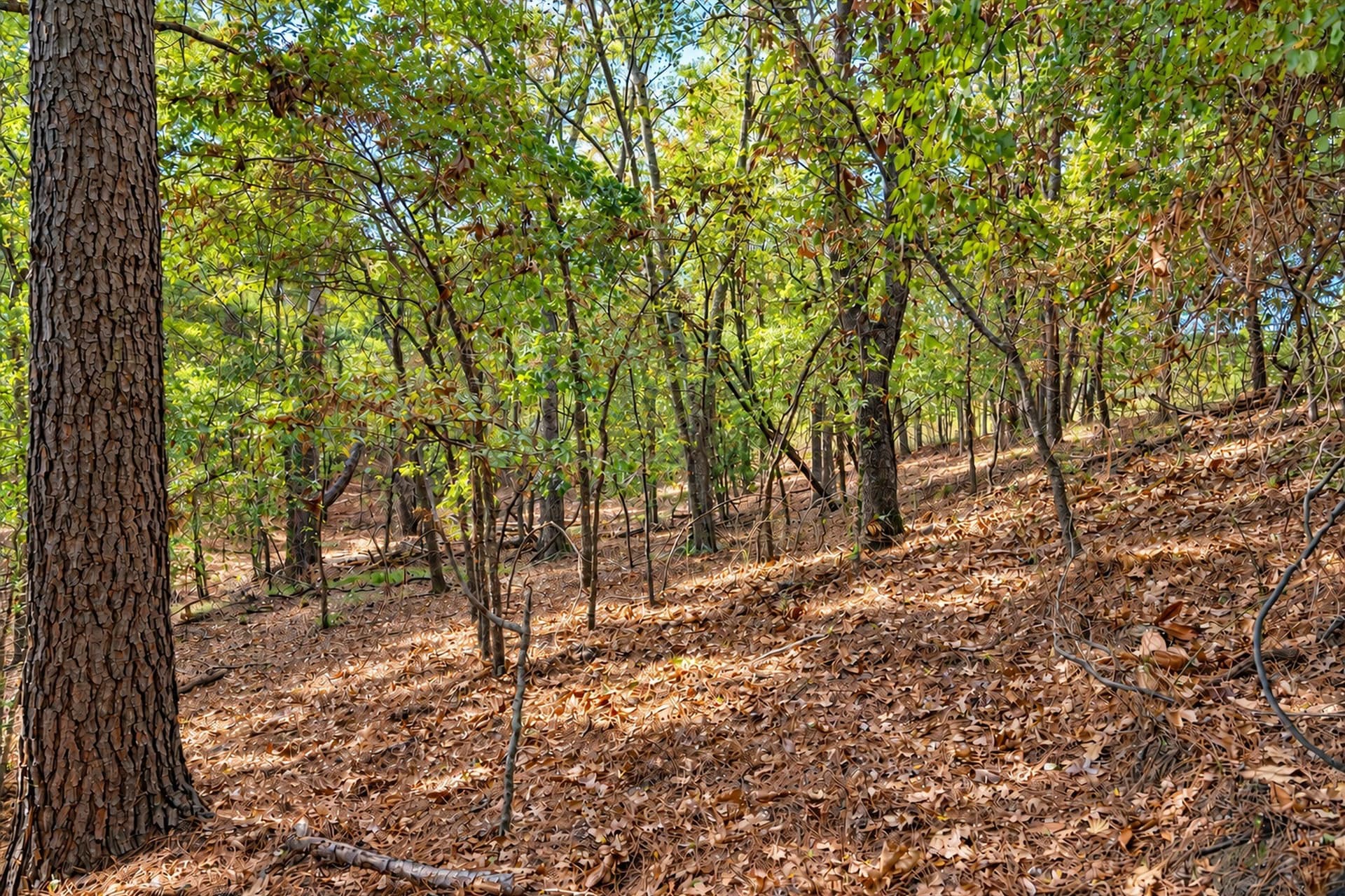 113.93 acres in Anderson County - photo 18