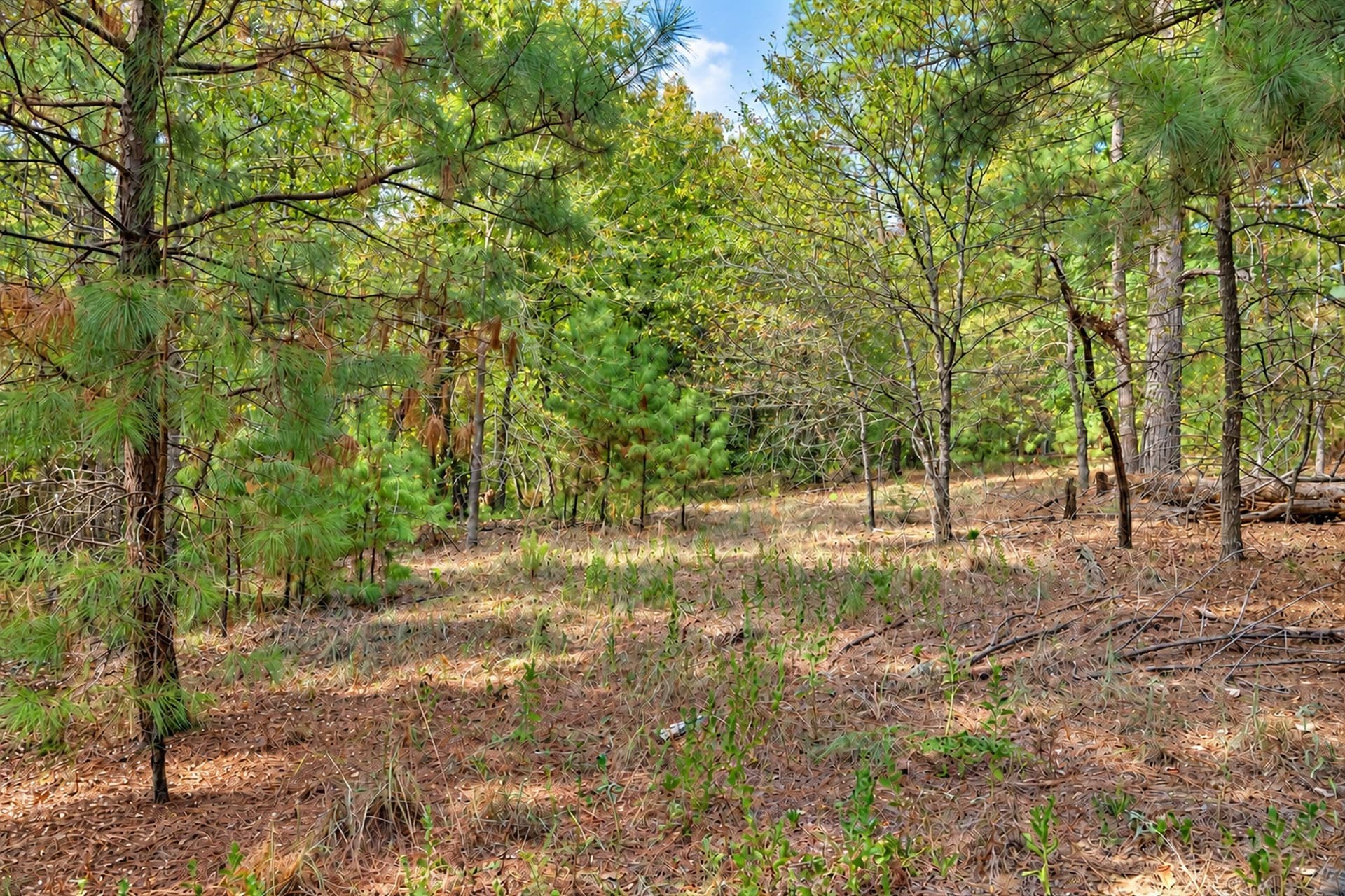 113.93 acres in Anderson County - photo 12