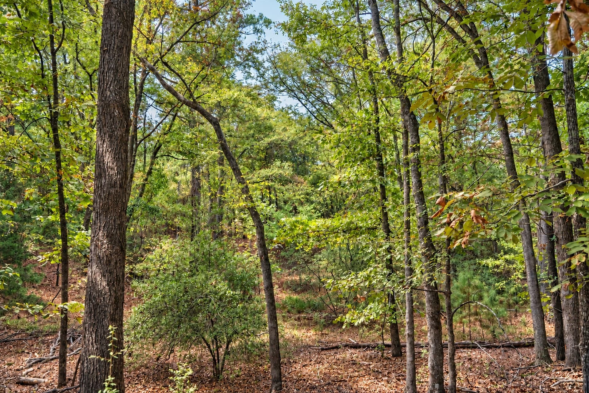 113.93 acres in Anderson County - photo 25