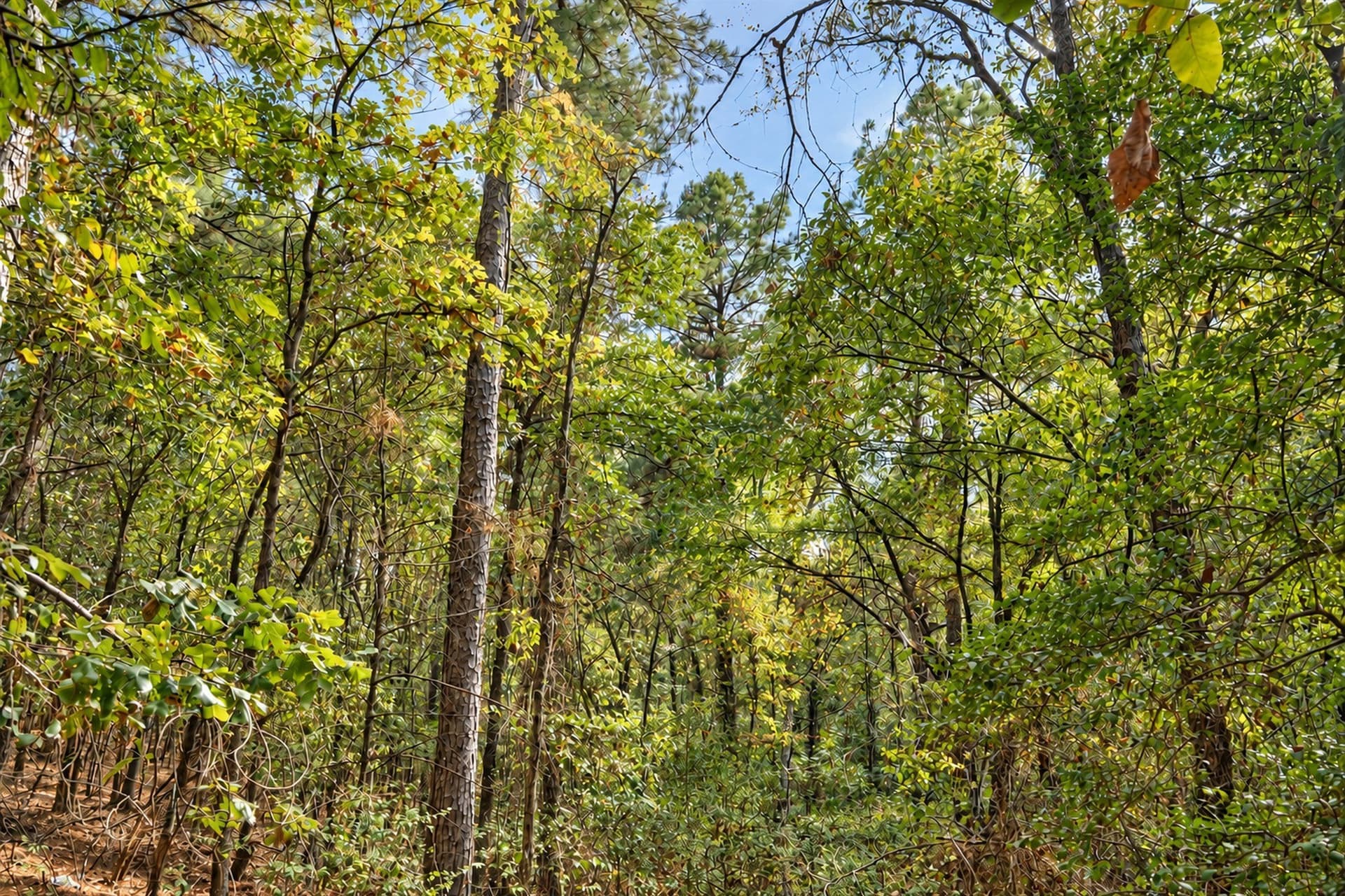 113.93 acres in Anderson County - photo 14