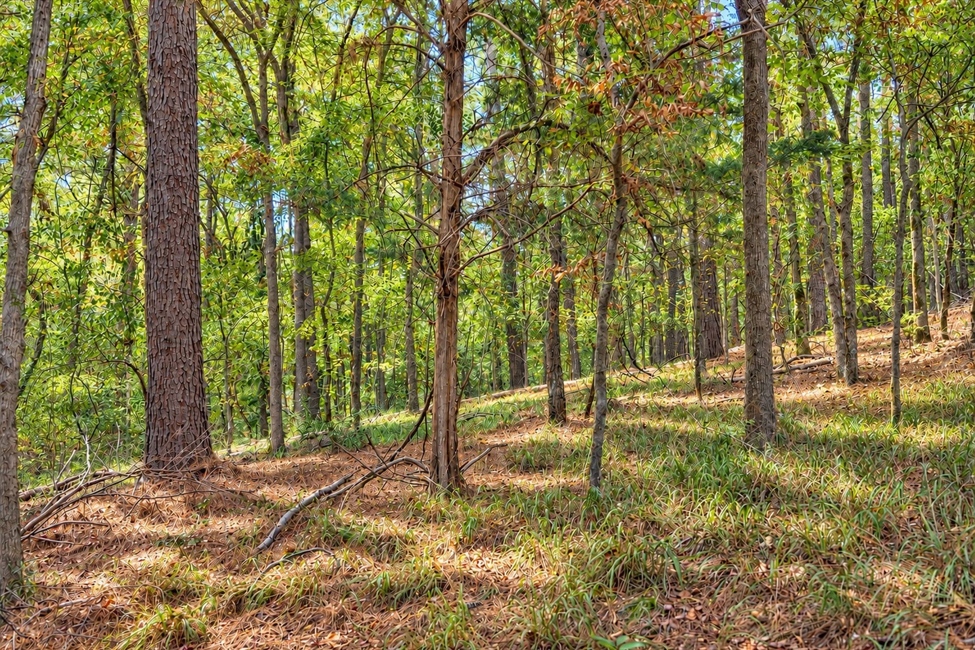 113.93 acres in Anderson County - photo 7