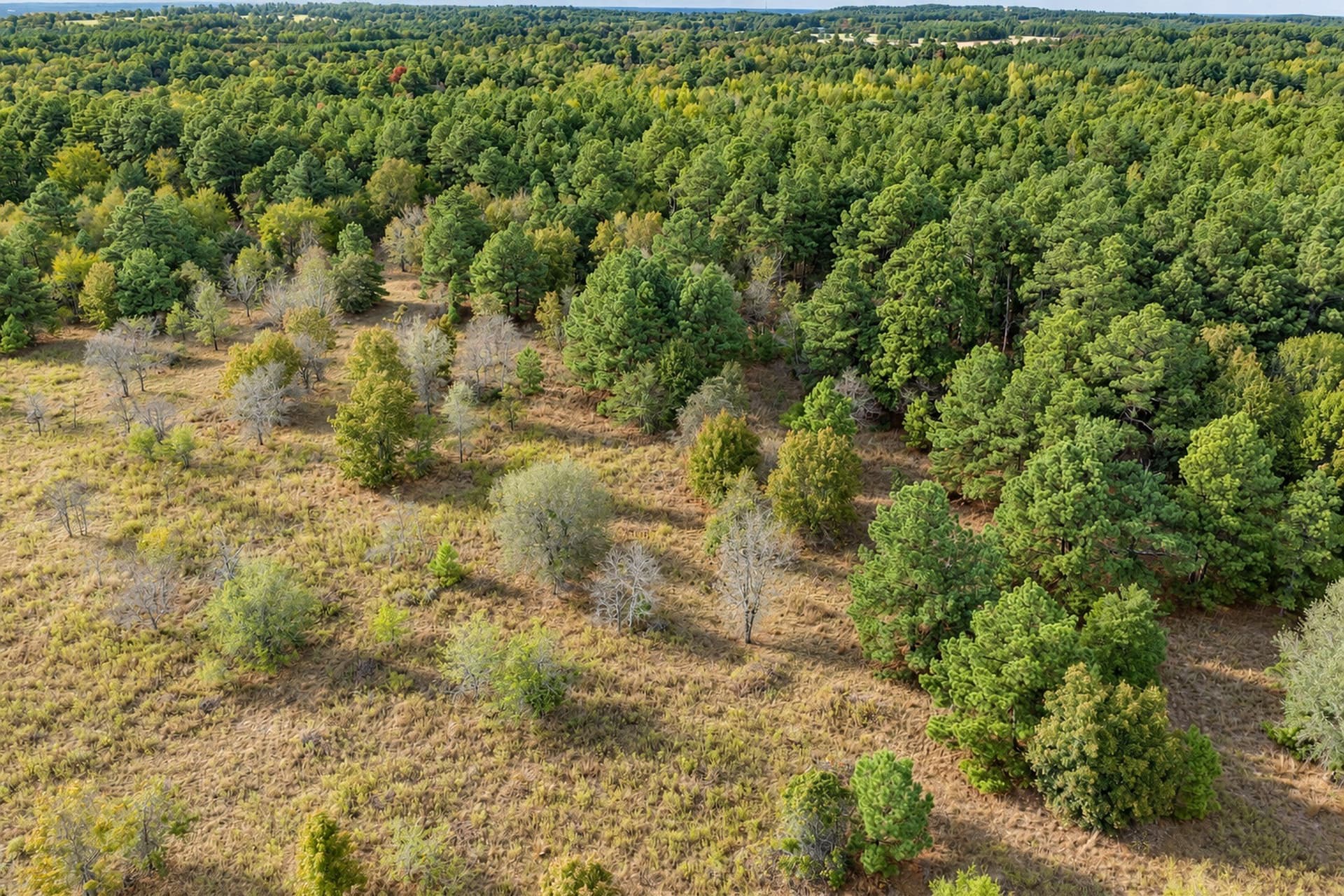 113.93 acres in Anderson County - photo 11