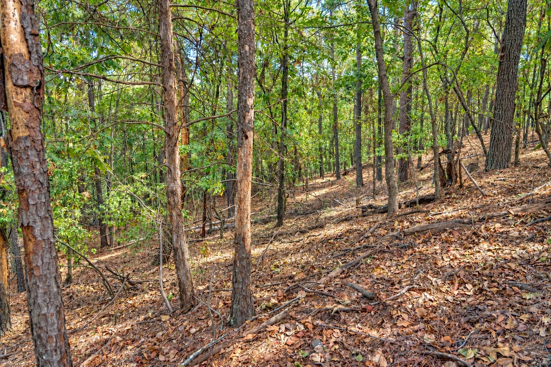 113.93 acres in Anderson County - photo 21