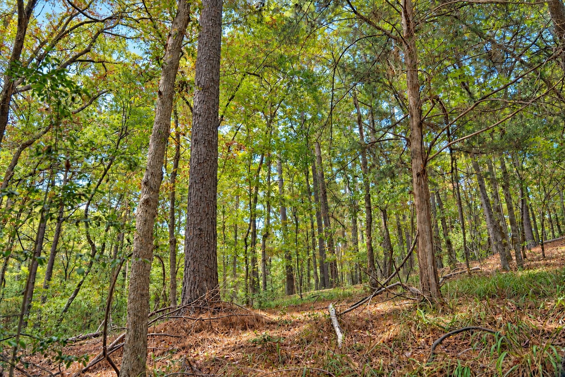 113.93 acres in Anderson County - photo 4