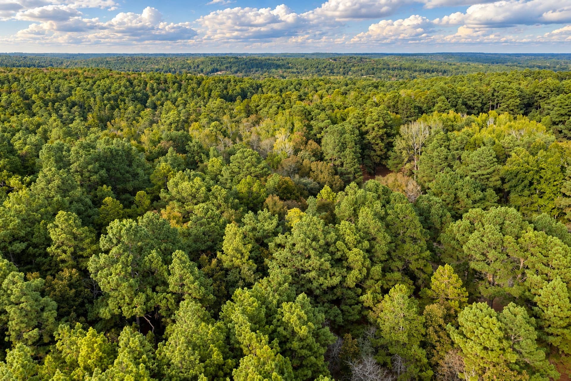 113.93 acres in Anderson County - photo 15