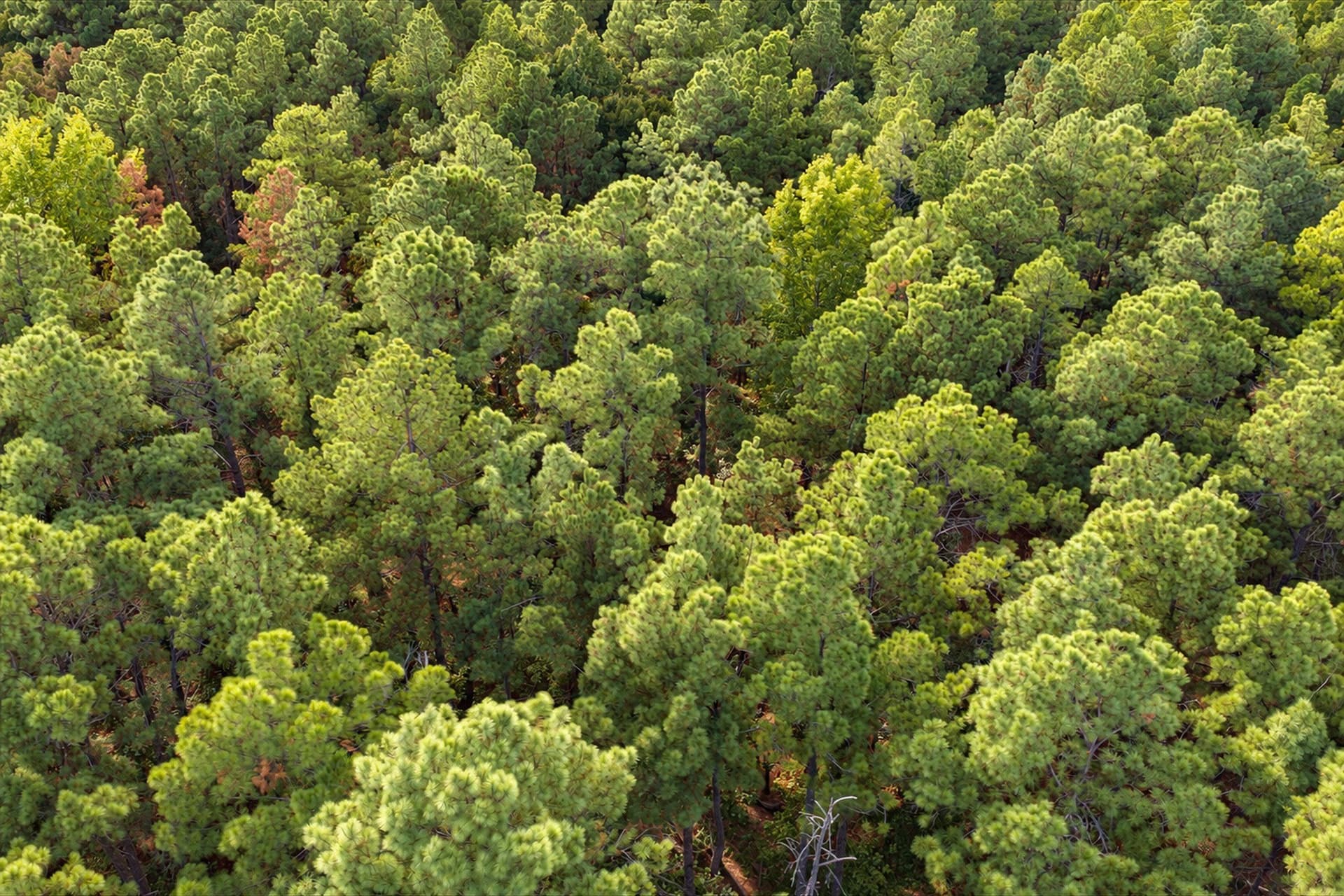 113.93 acres in Anderson County - photo 17