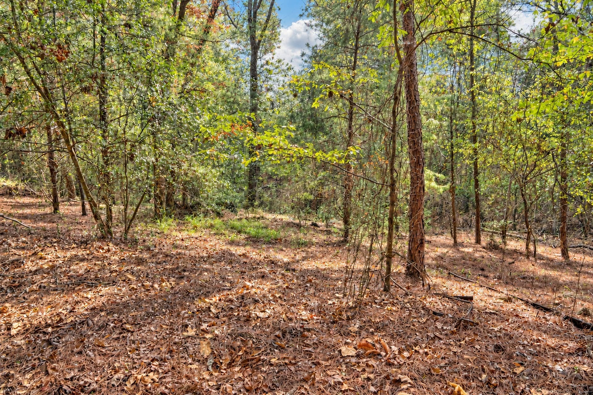 113.93 acres in Anderson County - photo 9