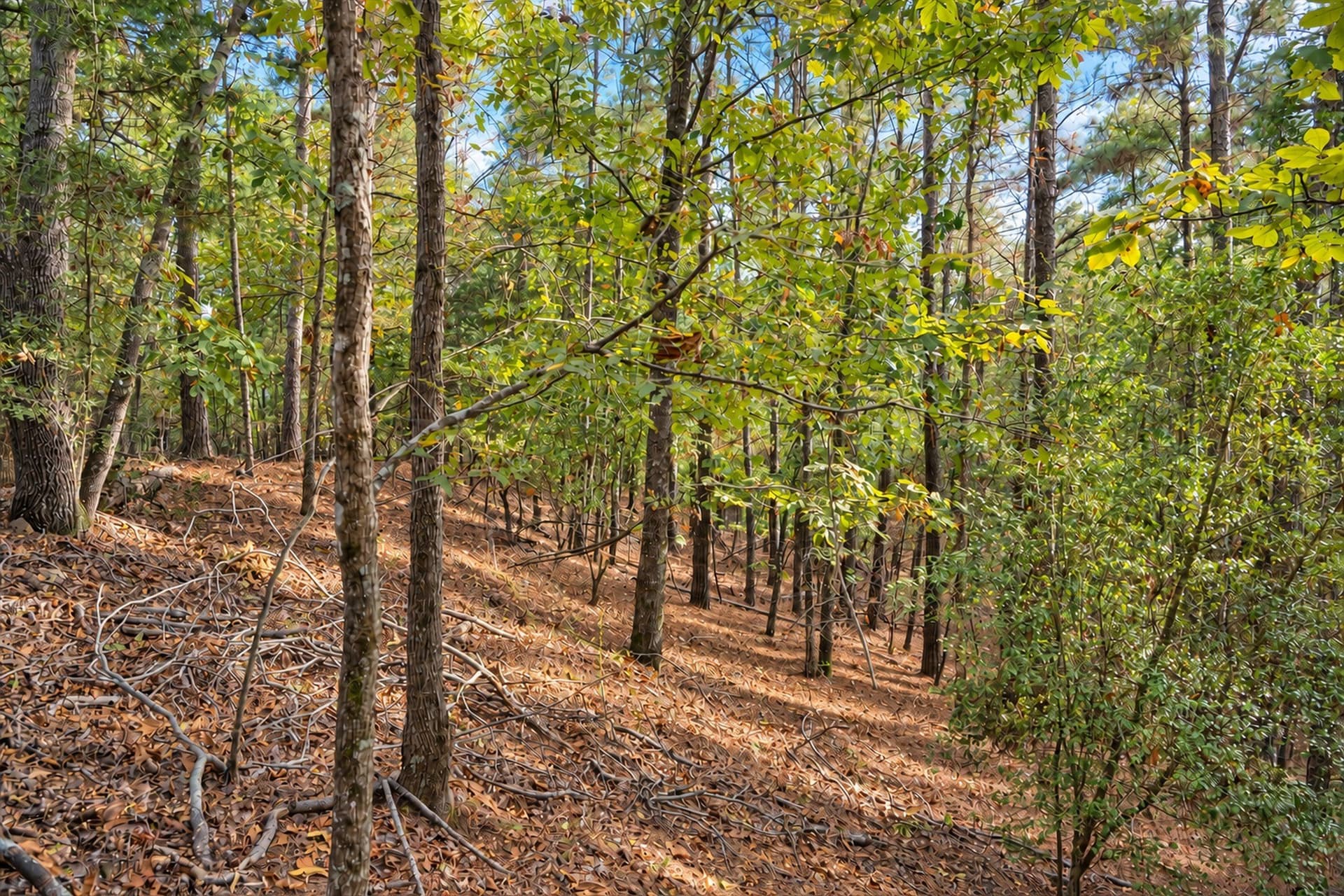 113.93 acres in Anderson County - photo 19