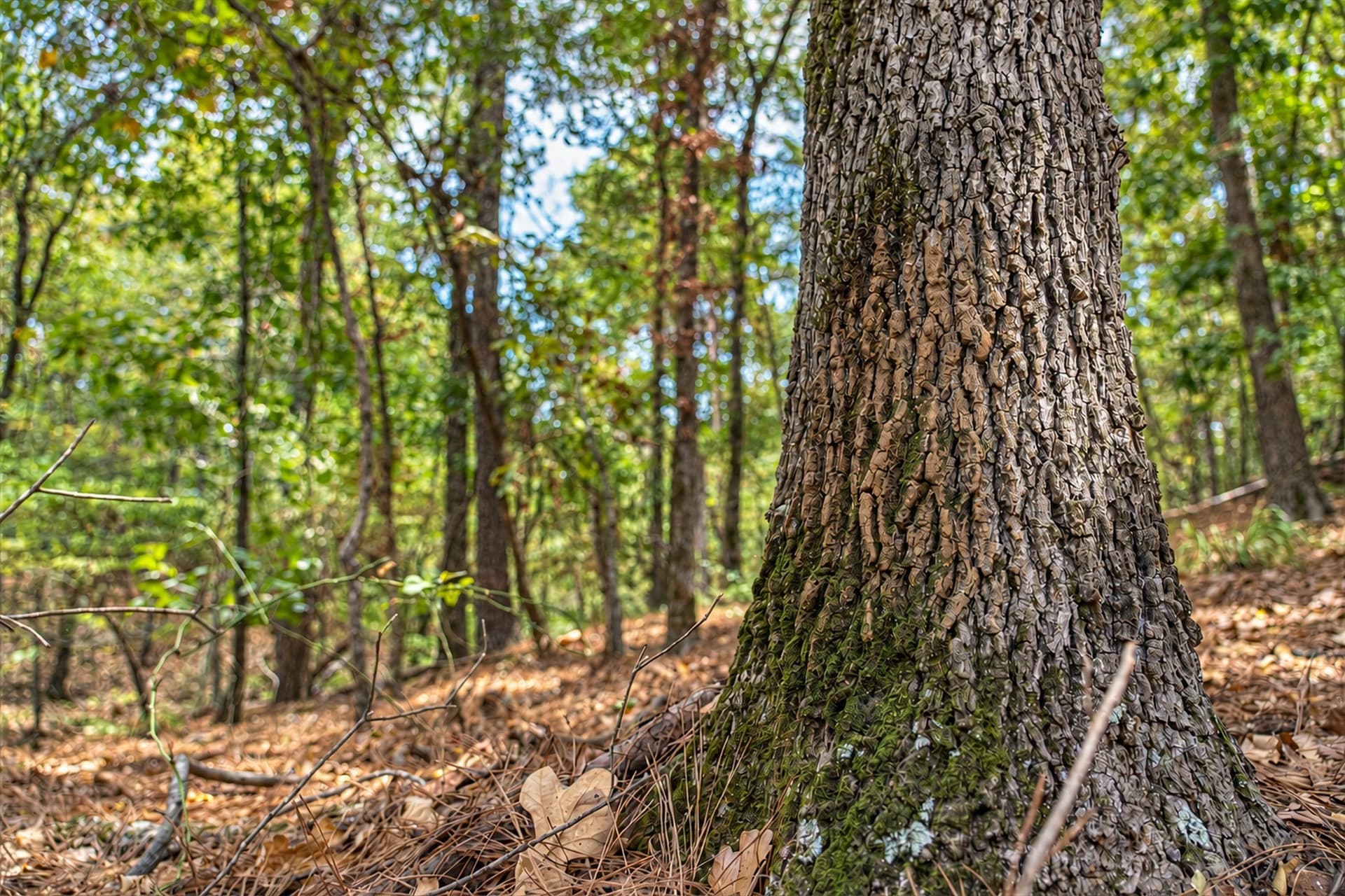 113.93 acres in Anderson County - photo 37