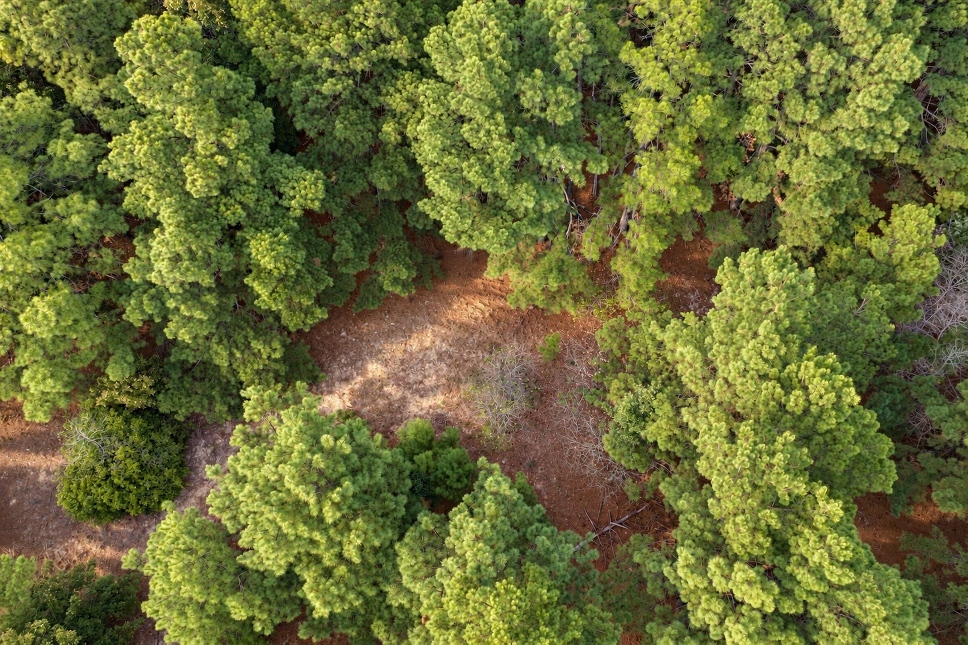 113.93 acres in Anderson County - photo 13