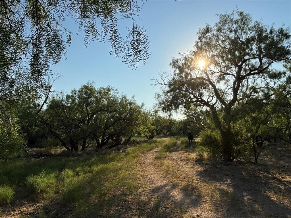 167 acres in Callahan County gallery image 2