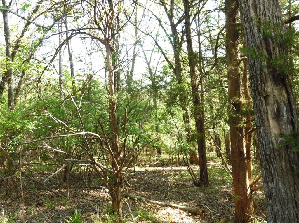 0.28 acres in Van Zandt County gallery image 3