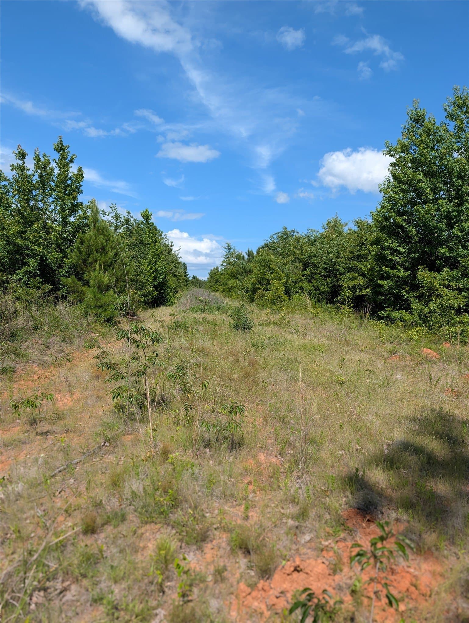 10.02 acres in Bowie County - photo 8