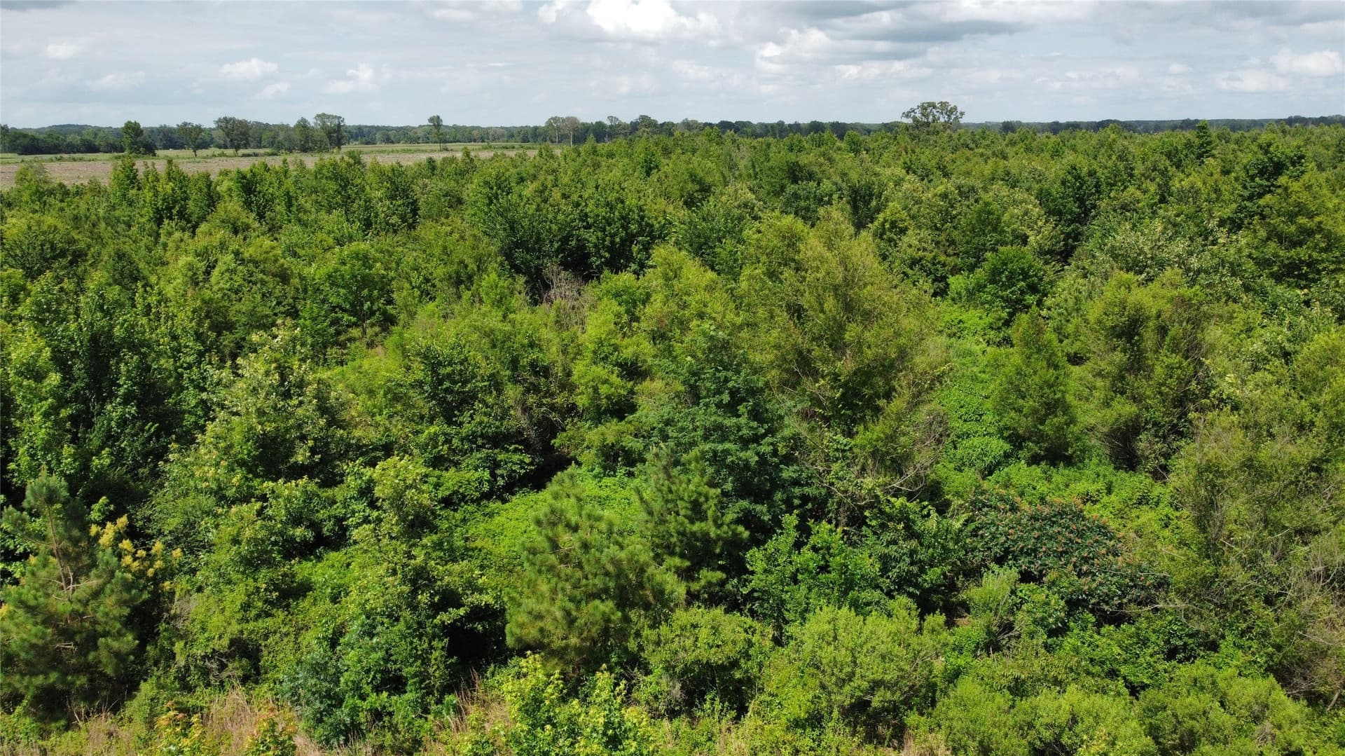 10.02 acres in Bowie County - photo 3
