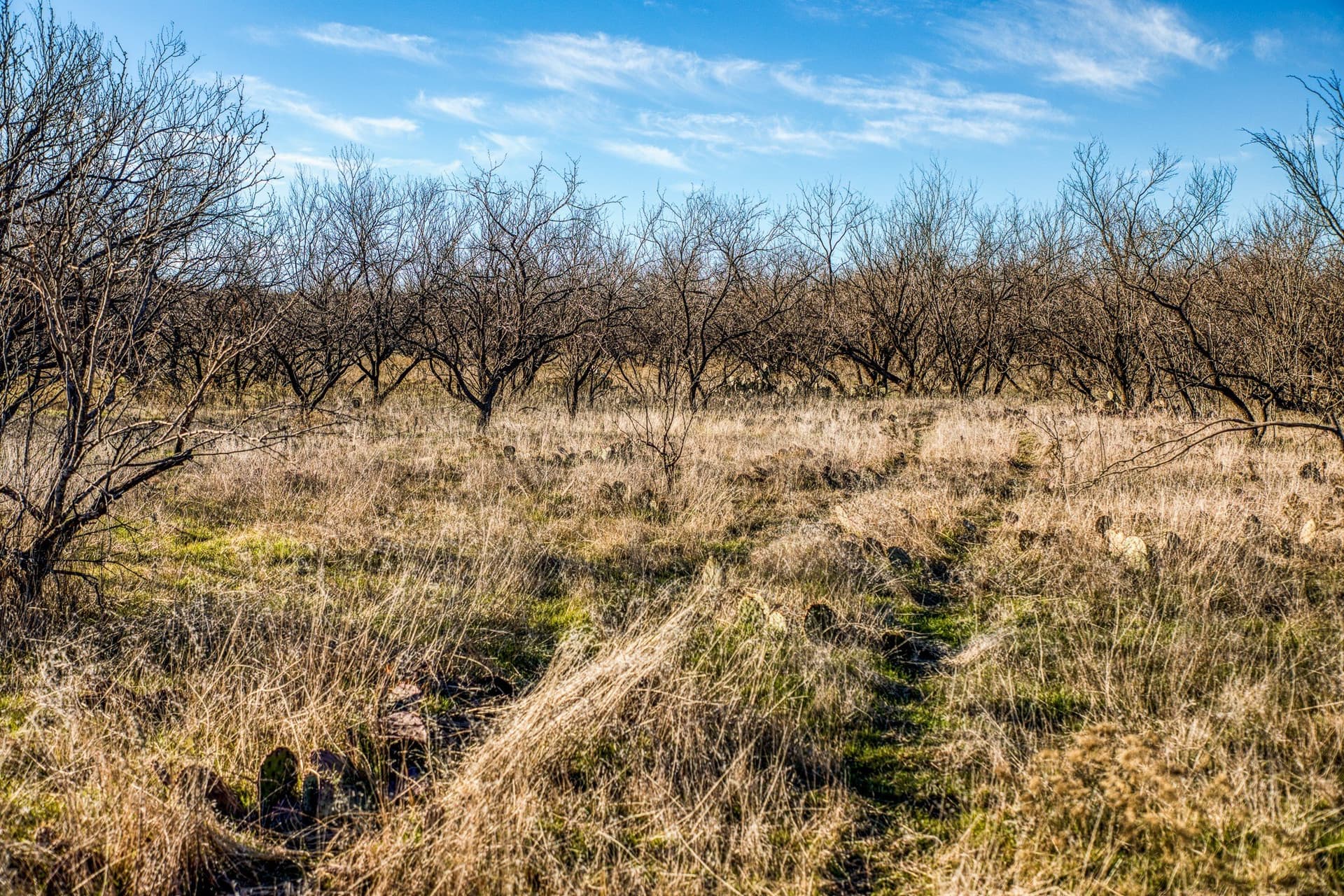 113 acres in Young County - photo 18