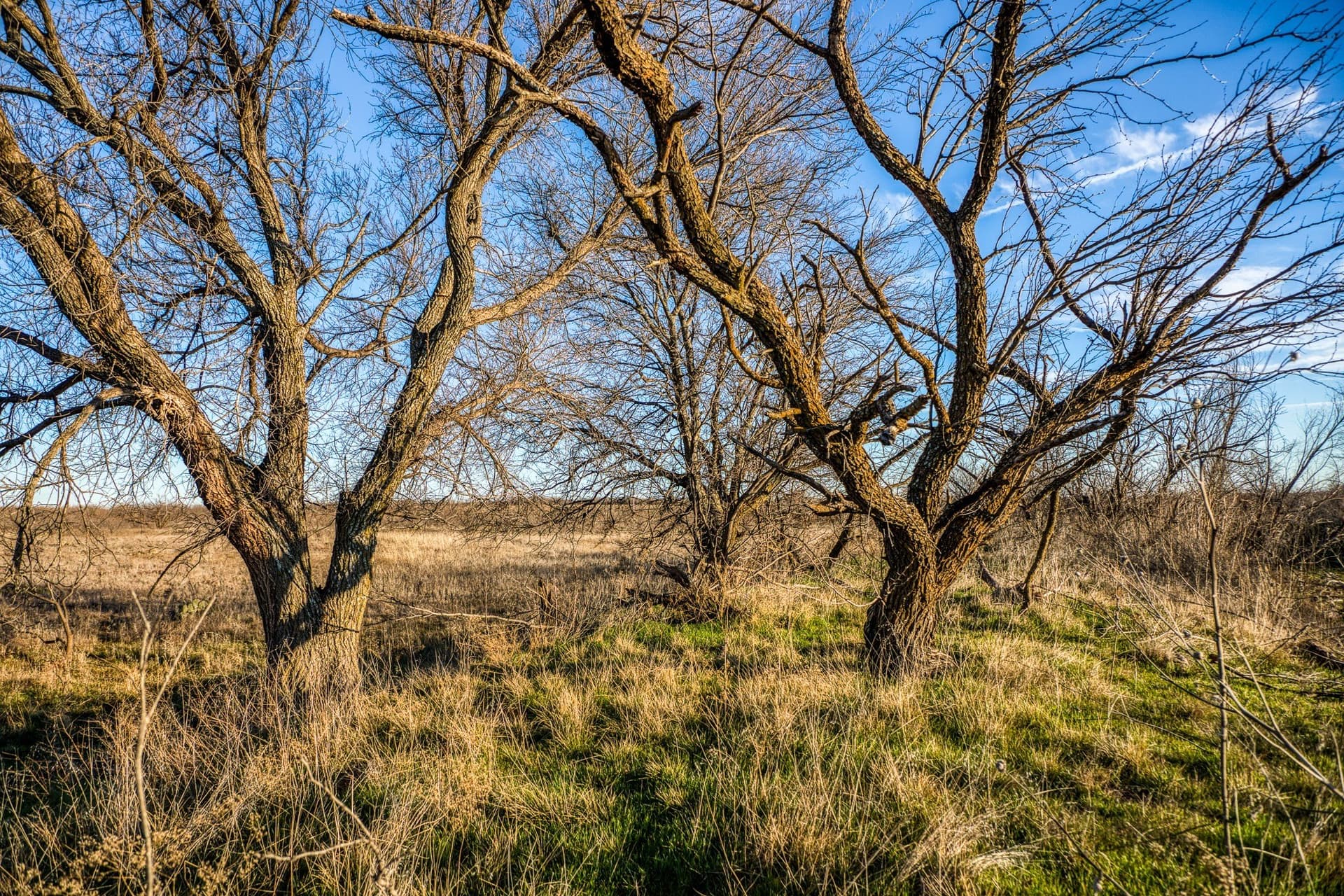 113 acres in Young County - photo 33