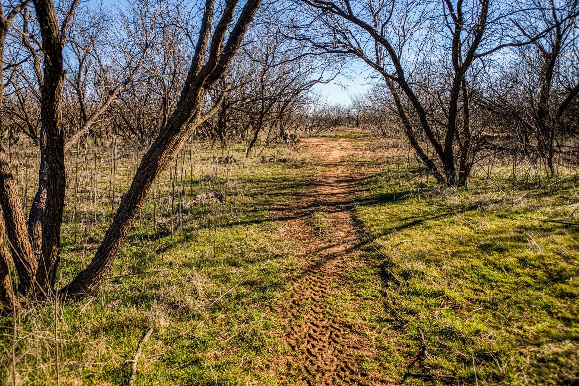 113 acres in Young County - photo 16