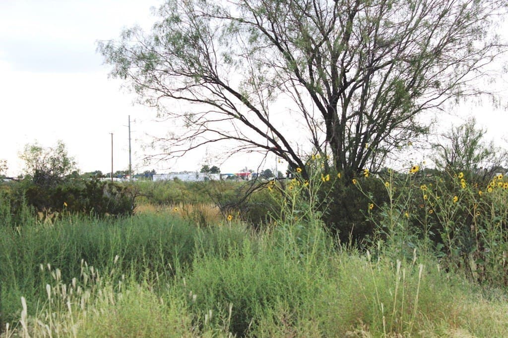 0 acres in Pecos County - photo 5