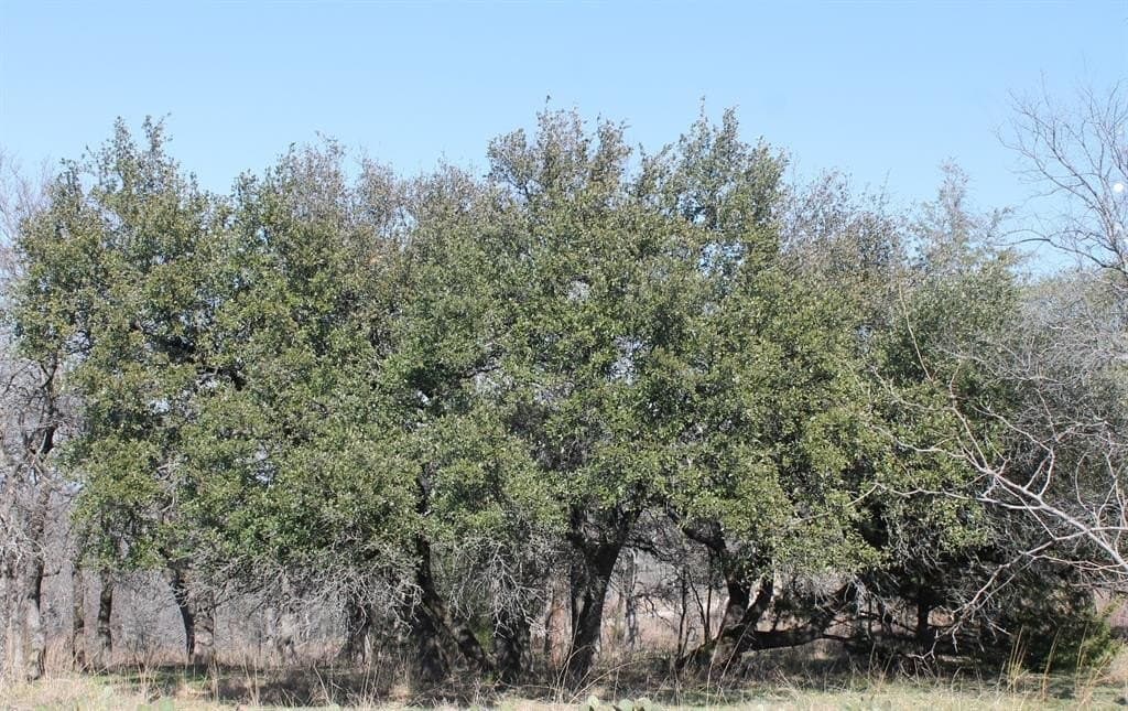 1.02 acres in Wise County gallery image 4