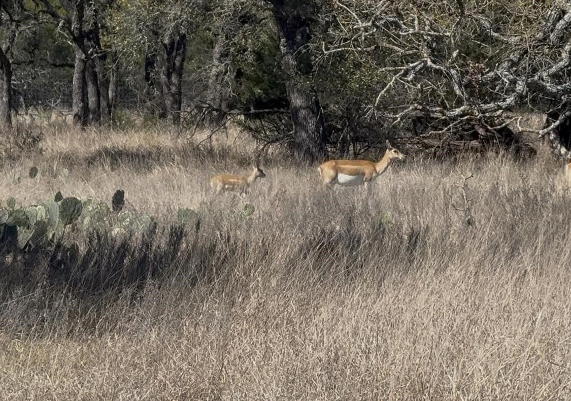 5 acres in Burnet County - photo 16