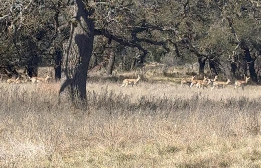5 acres in Burnet County - photo 17