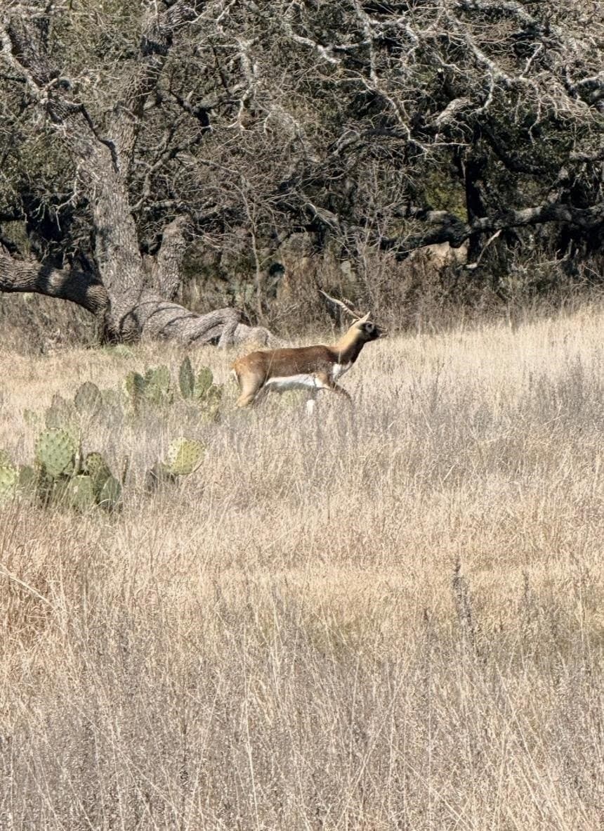 5 acres in Burnet County - photo 14