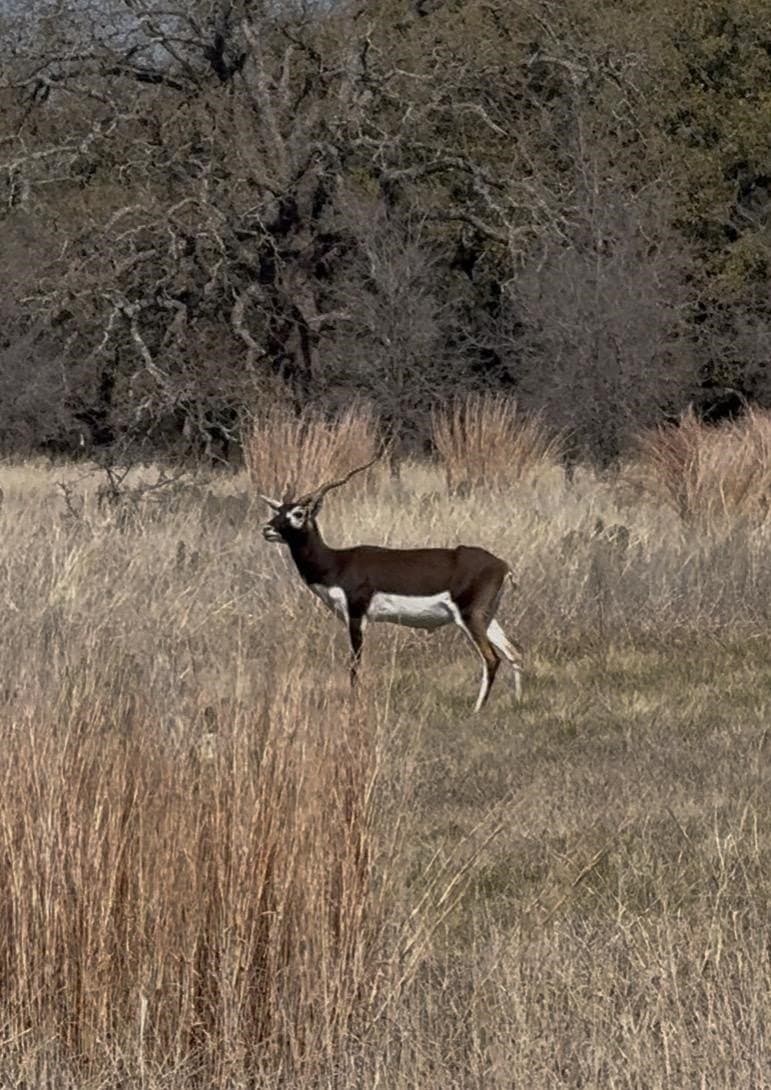 5 acres in Burnet County - photo 15