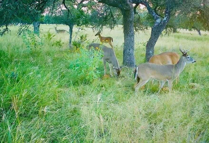 6.44 acres in Kerr County gallery image 4