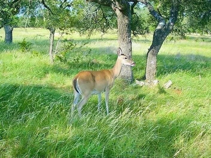 6.44 acres in Kerr County gallery image 2