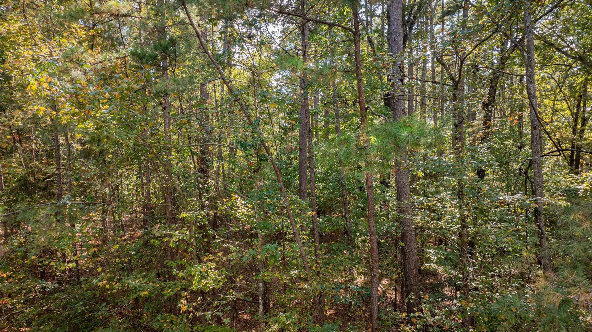 8.32 acres in Wood County - photo 14