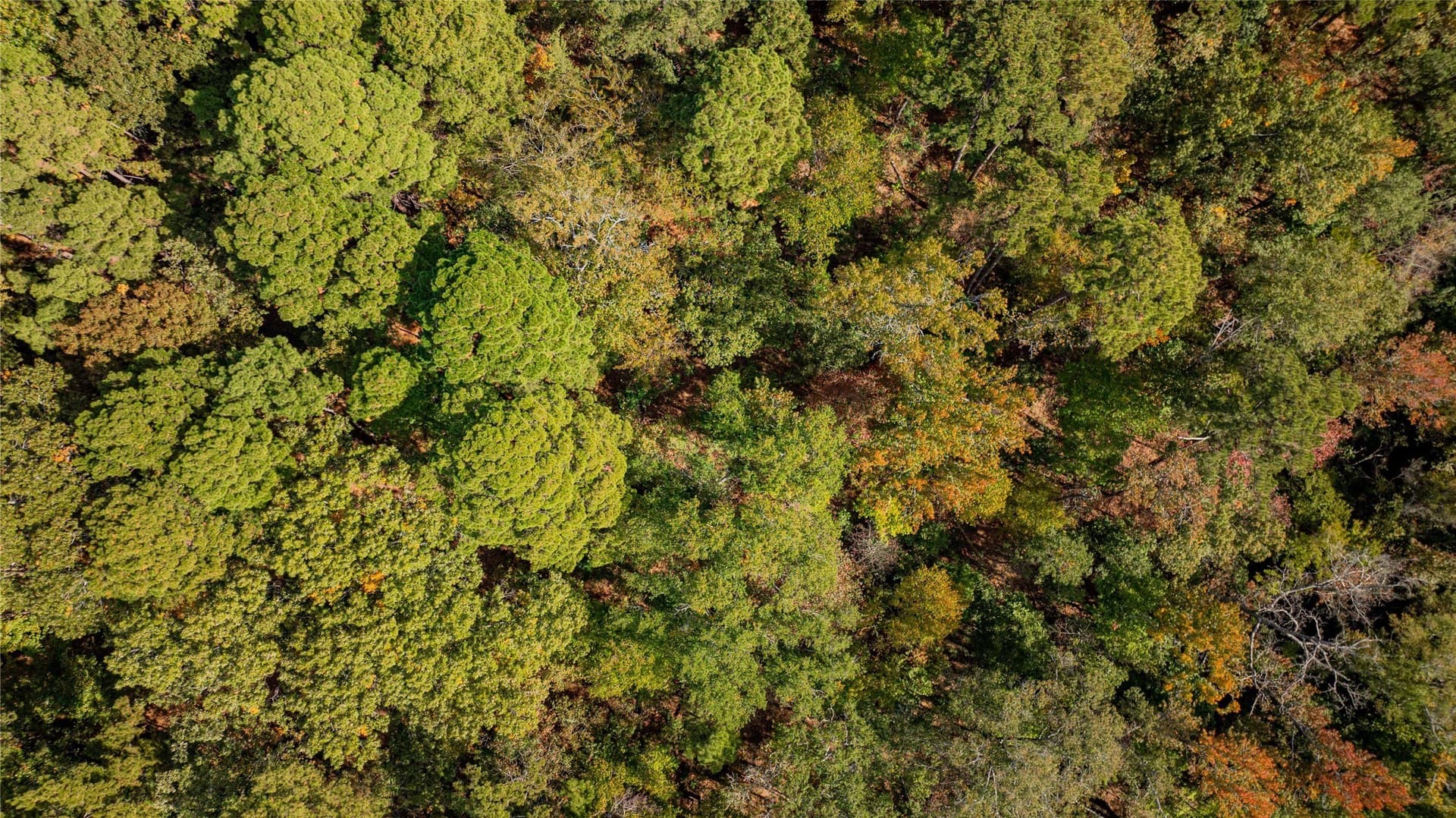 8.32 acres in Wood County - photo 11