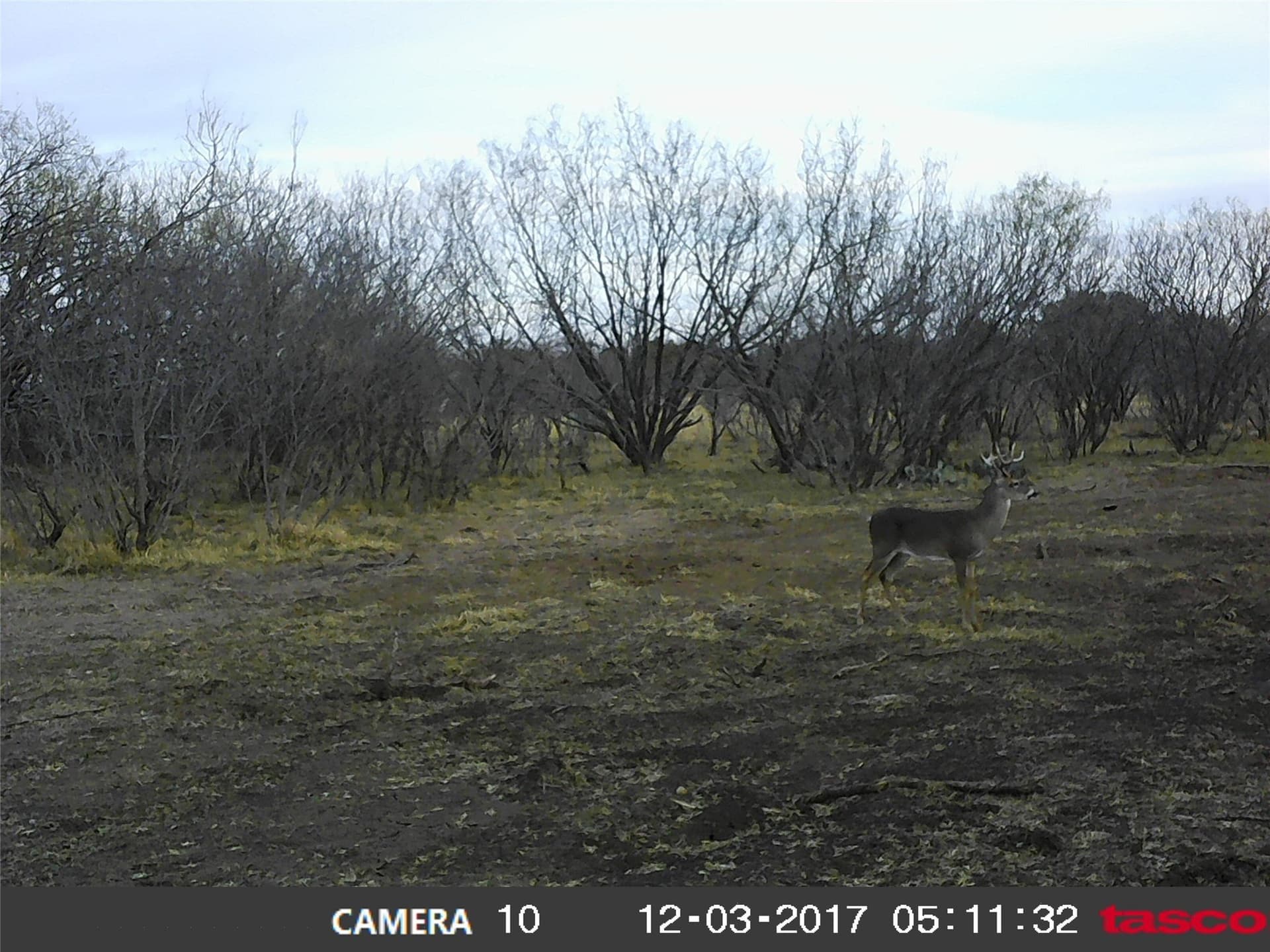 80.99 acres in Coleman County gallery image 4